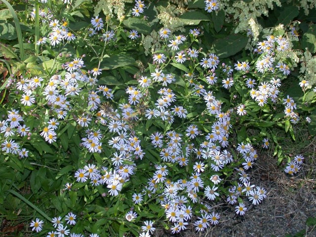 Aster_ageratoides_subsp_ovatus001.jpg