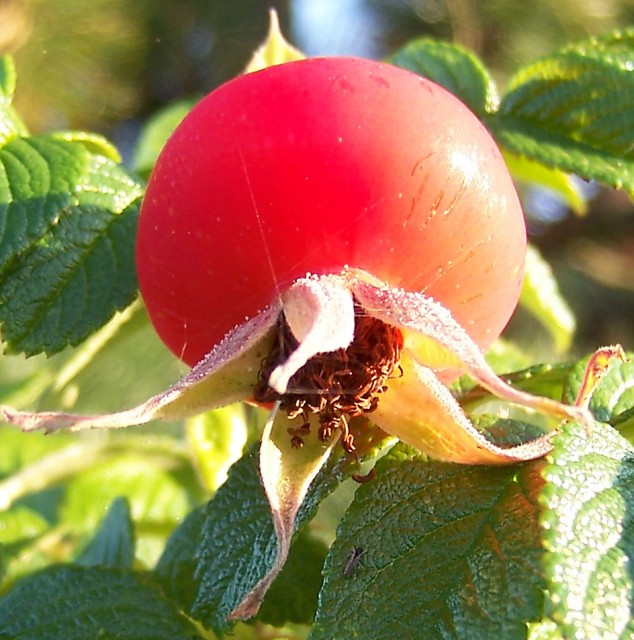 Rosa_rugosa_Frucht_1.jpg