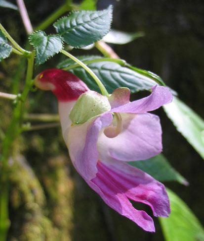 受保護的鳳仙花<br />產地泰北<br />清邁