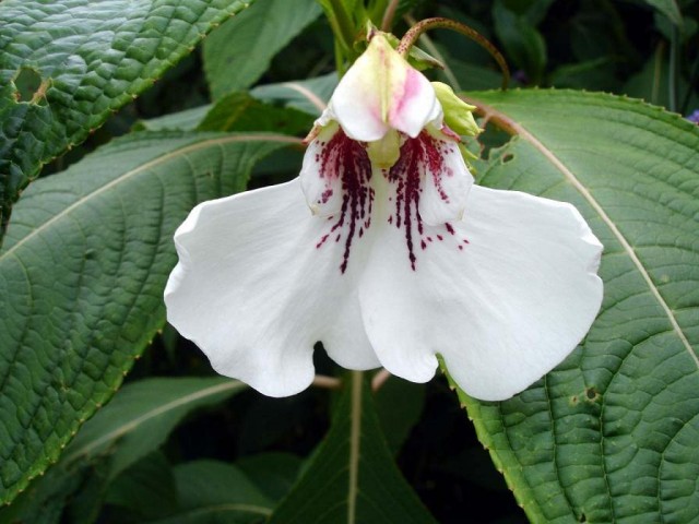 Impatiens_tinctoria1b_UME.jpg