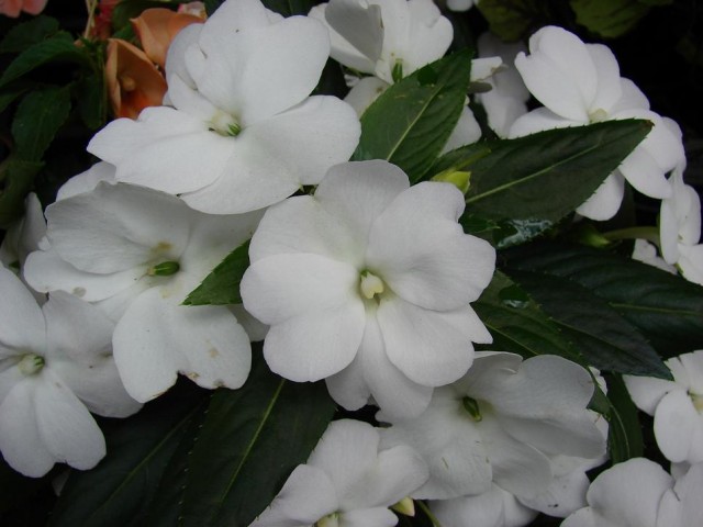 Starr_070906-8701_Impatiens_hawkeri.jpg