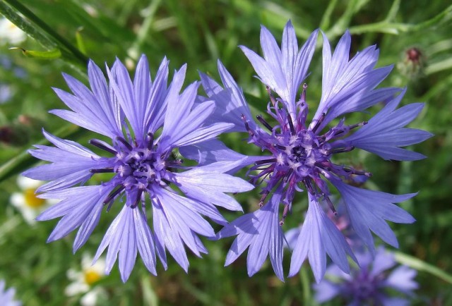 Centaurea_cyanus_20060624120252wp.jpg