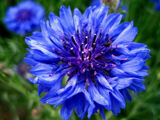 's_button,_Basket_flower,_Boutonniere_flower,_Cornflower_-_3.jpg