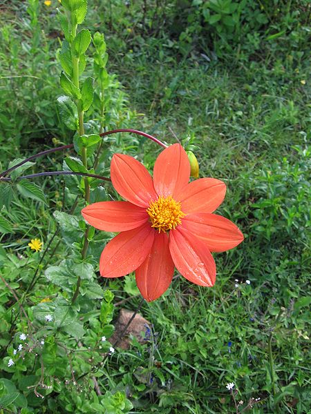 450px-Dahlia_coccinea.jpg