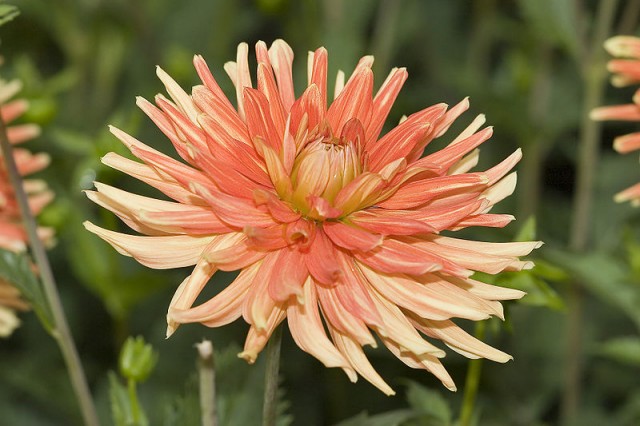 800px-Dahlia__Goldorange__7414.jpg