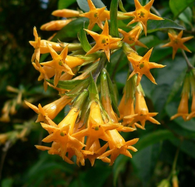 Cestrum_aurantiacum_3.jpg