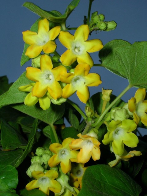 Starr_060721-8424_Telosma_cordata.jpg