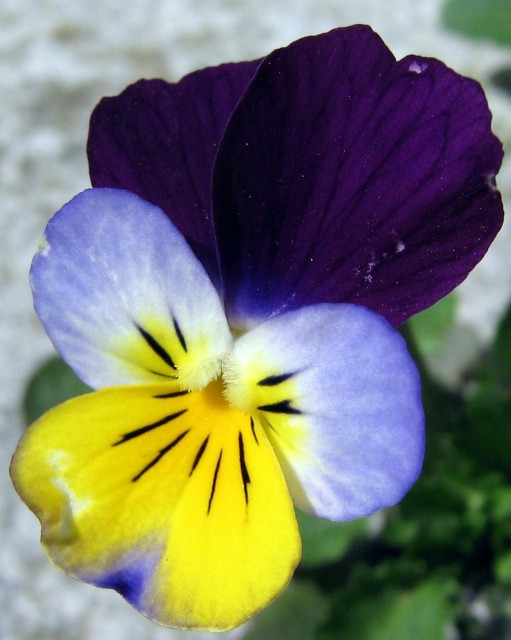 Viola_tricolor_2006.jpg