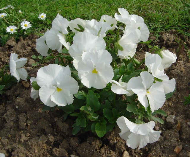 Viola_x_wittrockiana_omega_F1_blanc_pur_dsc00972.jpg