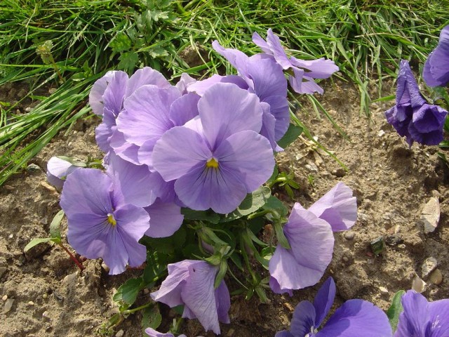 Viola_x_wittrockiana_alpha_F1_bleu_ciel_pur_dsc00946.jpg